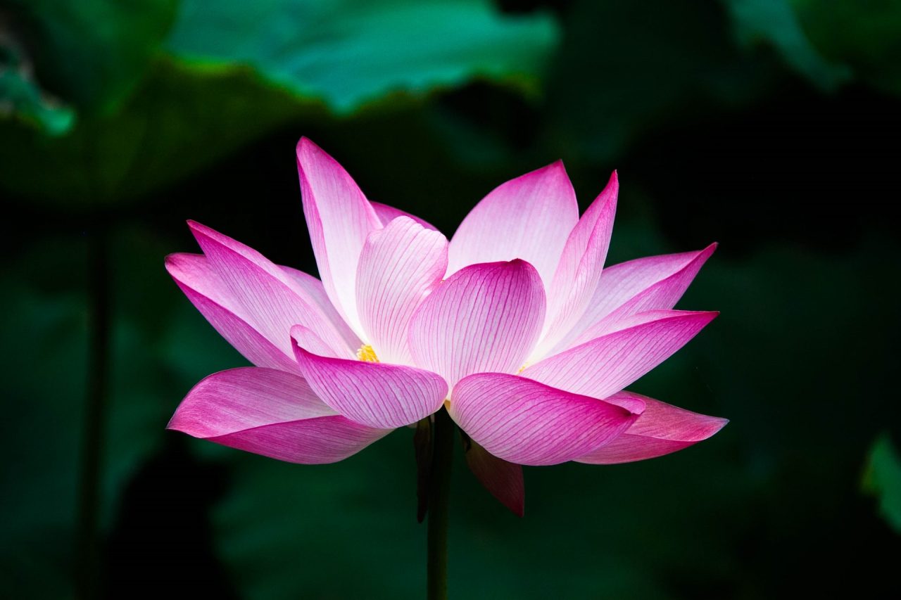 Meditación de respiración