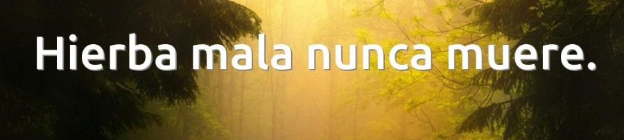 Hierba Mala Nunca Muere En Ingles