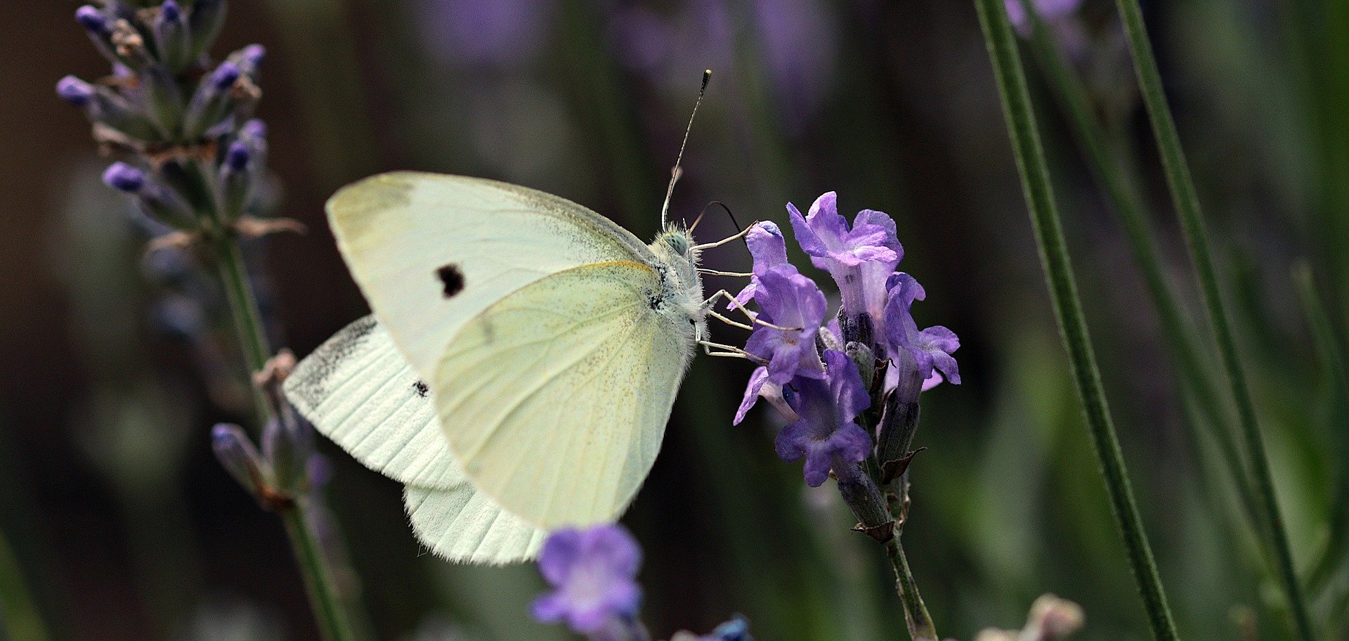 11 La mariposa blanca